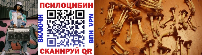 Купить где Фурманов Галлюциногенные грибы Psilocybine cubensis